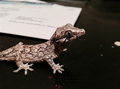 Image result for Geck Script