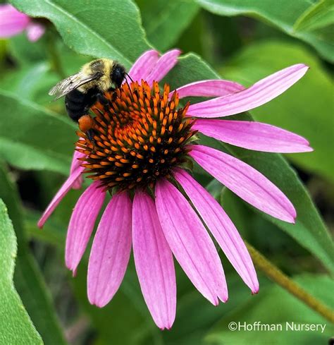 Echinacea Plant Uses Echinacea Purpurea (eastern Purple Coneflower):