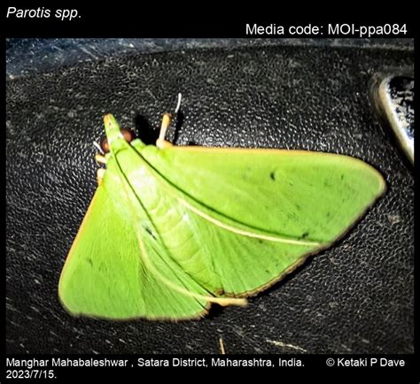 Parotis spp. Hübner, 1831 - | Moths