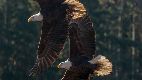 Wallpaper eagle, birds, predator, wings, flight hd, picture, image