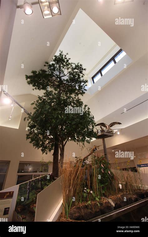 Exploding Tree Exhibit 的图像结果