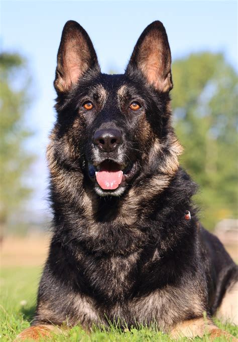 Giant German Shepherd Puppies