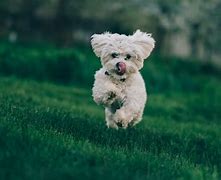 Image result for Cutest Puppy Pictures Ever