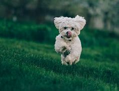 Image result for World's Cutest Puppy Breed