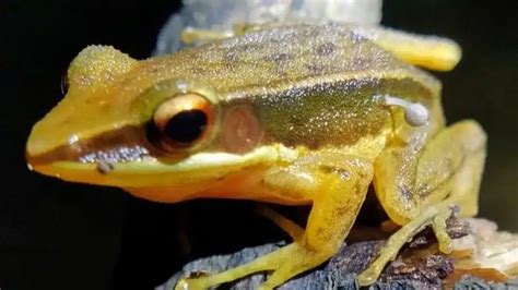 Golden-backed Frog
