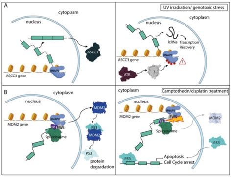 Coordination of RNA Processing Regulation by Signal Transduction Pathways