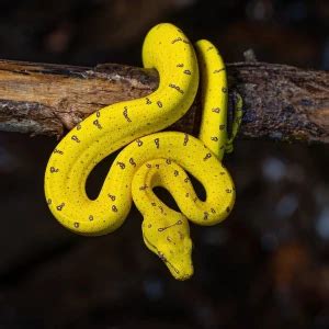 Image result for Green Tree Python Facts