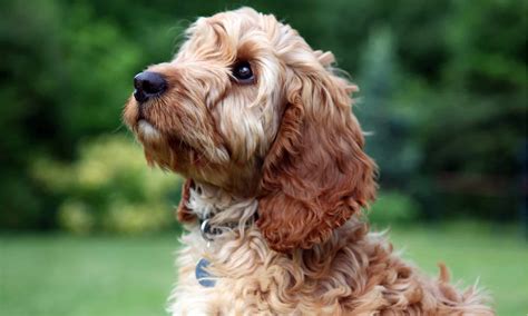 Image result for Cockapoo Poo