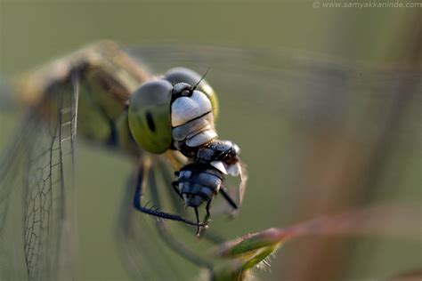Samyak Photography