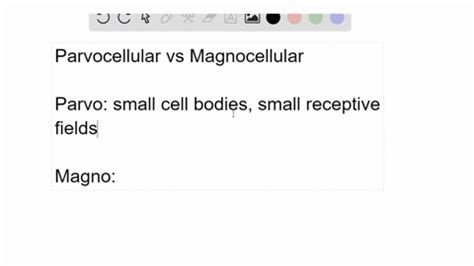 Image result for How Parvocellular Cells Function