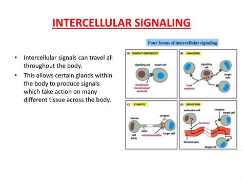 Intercellular signalling pathways | PPTX