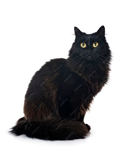 Long Hair Cat Black