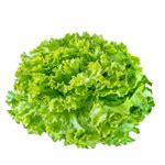 Lechuga Batavia - SABORES TIPICOS