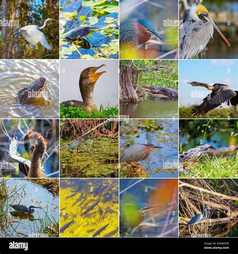 collection of birds and animals in the Everglades National Park ...