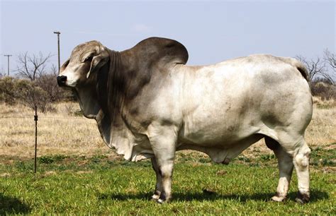 Kroon Vee Brahmans: An intensively managed extensive herd