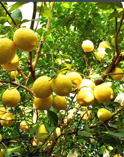 北方盆栽柠檬冬天能修剪吗,盆栽柠檬树冬天怎么管理-参考经验网