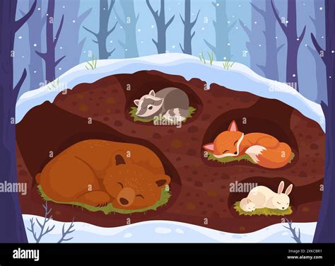 Animals sleeping in den. Animal sleep in underground burrow woodland winter snow season, cute ...