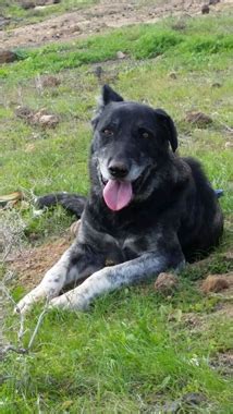 Yasper » Kanarenhunde e.V.