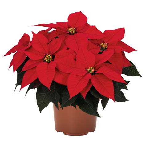 Buy Poinsettia Plant Online In Abu Dhabi, Dubai, UAE