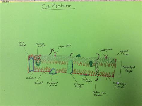 Cell Membrane Diagram