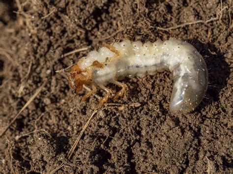 Engerlinge auf Grünland: So bekommen Landwirte die Plage in den Griff ...