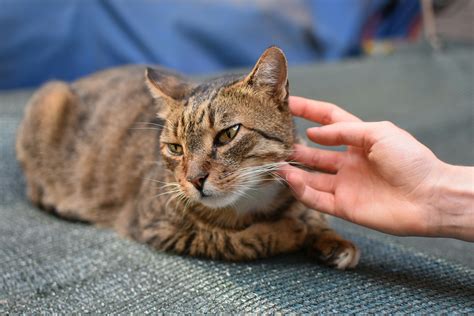 Orange Cat Personality & Behavior