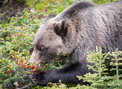 What Do Grizzly Bears Eat? These 55+ Favorite Foods