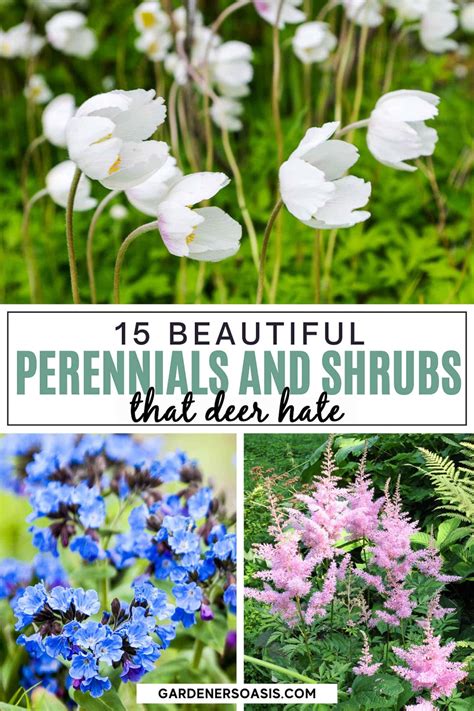 Deer resistant shade plants 15 beautiful perennials and shrubs that ...