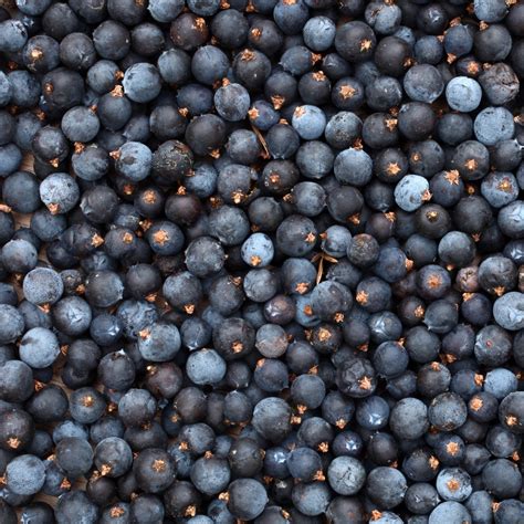 Shop Dried Juniper Berries | Natural Botanical Specialist | Mimea