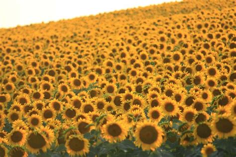 Ultimate Guide to Sunflower Meaning and Symbolism - Petal Republic