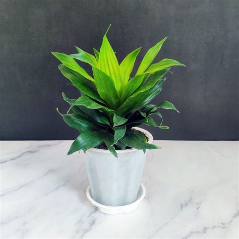 Buy Dracaena Colorama Red - Good luck plant for Home Nursery Nisarga