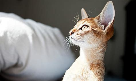 Cat Ears: Understanding Your Cat’s Body Language • OurFriends4Ever