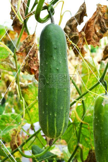 有机菜园农场植物藤树上生长的鲜绿黄瓜高清图片下载-正版图片505818681-摄图网