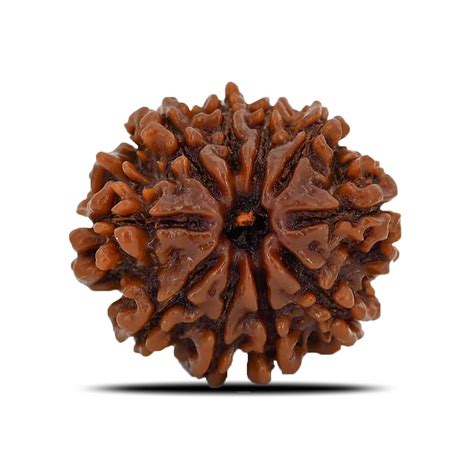 Certified 10 Mukhi Rudraksha (Nepal) 22.64 MM in India