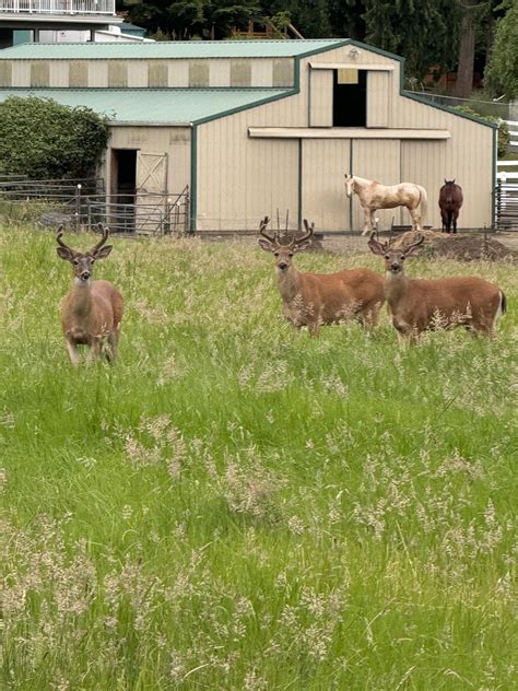 Deer picture for my neighbor : r/PhotoshopRequest