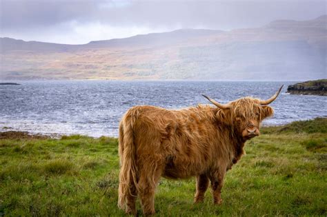 Where to See Highland Cows in Scotland | VisitScotland