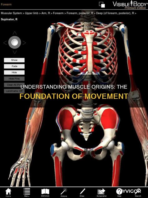 Image result for Example of Muscle Origin