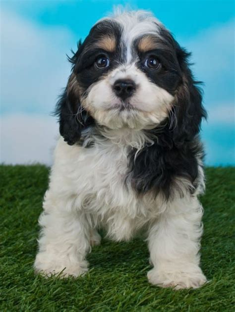 Colors - Best Cockapoos