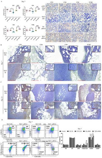 Thymosin Beta 15 Alters the Spatial Development of Thymic Epithelial Cells