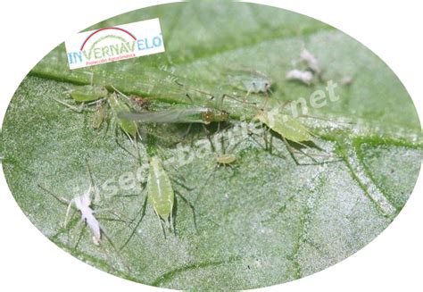 Image result for Cladding Insect Barrier