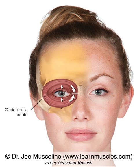 Orbicularis Oculi - Learn Muscles
