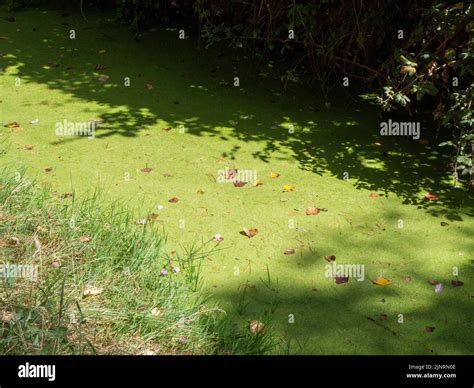 stagnant water with pollution and algae growing. Water problem and ...