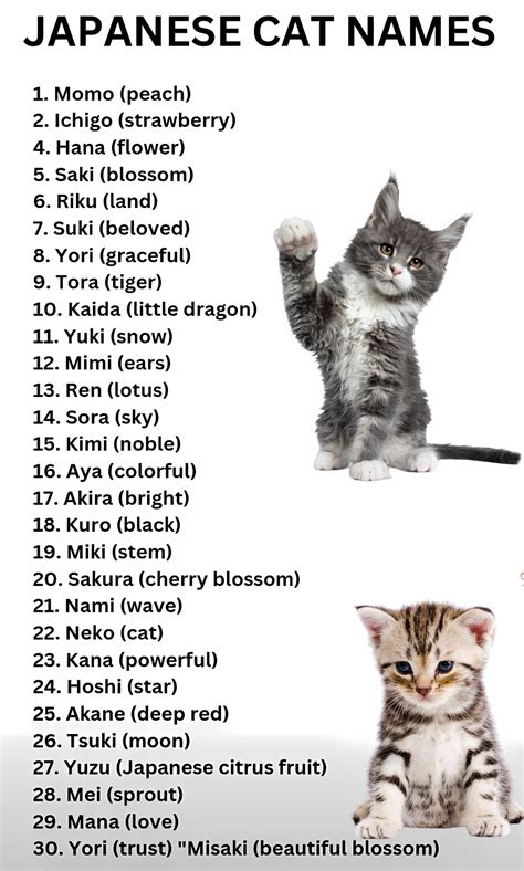 30 Japanese Cat Names - Unique & Meaningful Ideas for Your Feline ...