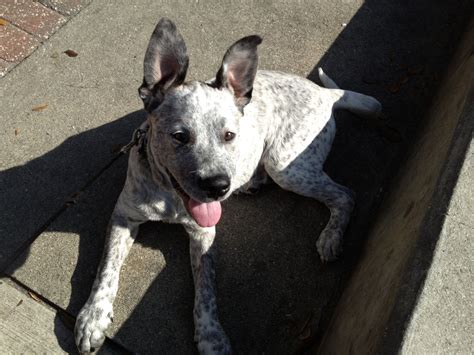 Queensland Heeler And Pitbull Mix - Plabor