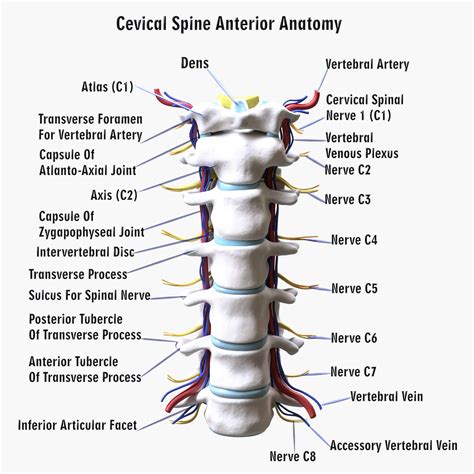 Cervical Spine Vertebrae Nerve - 3D Model by zames1992d