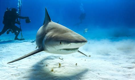 Discover the Biggest Bull Shark Ever Caught Off Florida - A-Z Animals