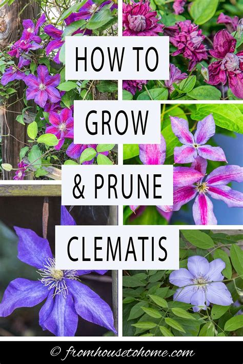 Clematis Plant Care