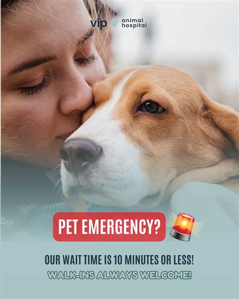 VIP Animal Hospital Fullerton (@vipanimalhospitalfullerton) • Instagram ...