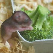 Image result for Newborn Baby Teddy Bear Hamster