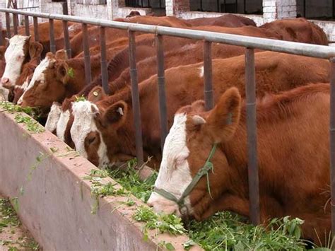 牛的养殖成本与利润 - 惠农网